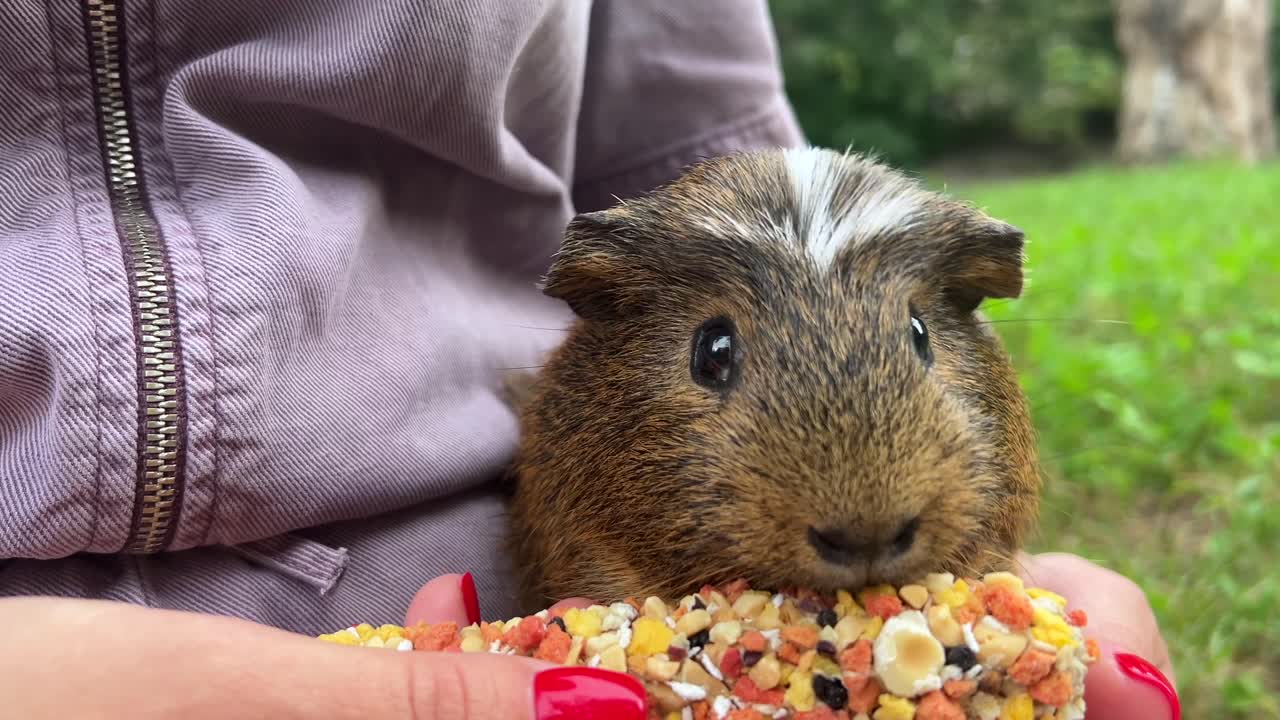 기니피그가 손으로 맛있는 음식을 먹고 있습니다.