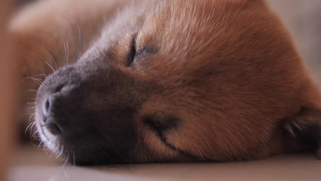 tired cute little red shiba inu puppy sleeping soundly on the floor