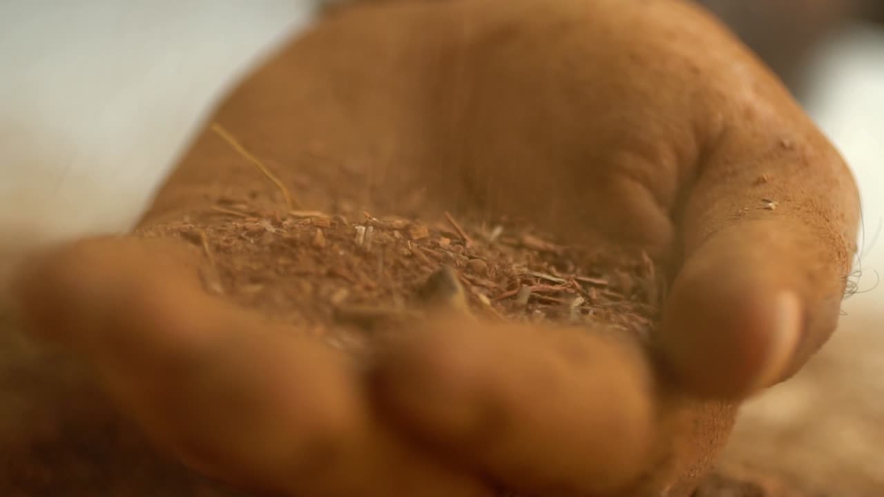 Macro Shot Of Madder Plant Root Powder Being Dropped Into A Hand, Herbal Health Alternative