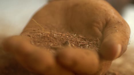 macro shot of madder plant root powder being dropped into a hand, herbal health alternative