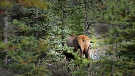 Large-bull-elk-raking-tree-to-impress-female-elk-during-rutting-season