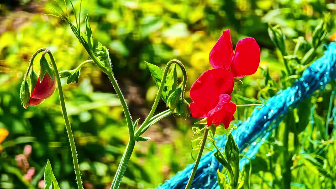 Red garden flowers blooming in bright sunlight with green stems
