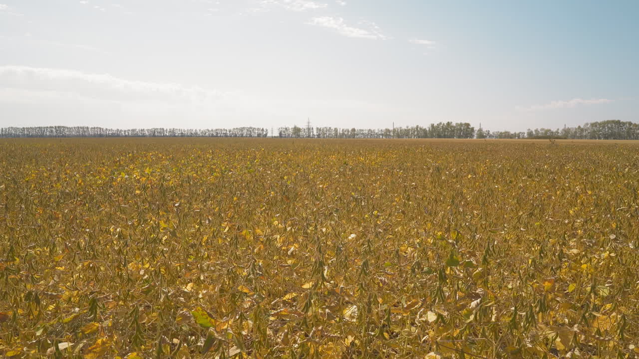 las plantas de maíz onduladas por el fuerte viento crecen en un gran campo