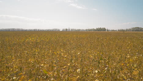 corn plants waved by strong wind grow in large field