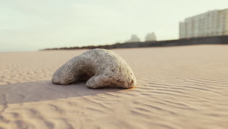 old white coral on sand beach