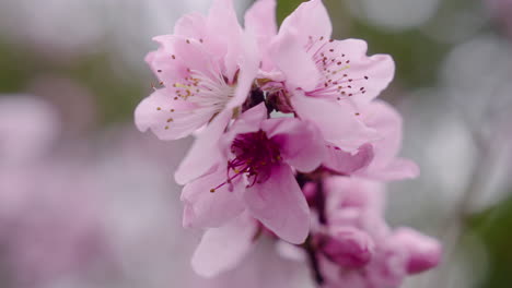 pink flower blooms of cherry blossoms in kyoto botanical gardens, kyoto japan