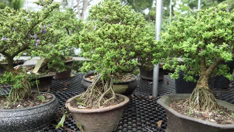 bonsai trees in pots