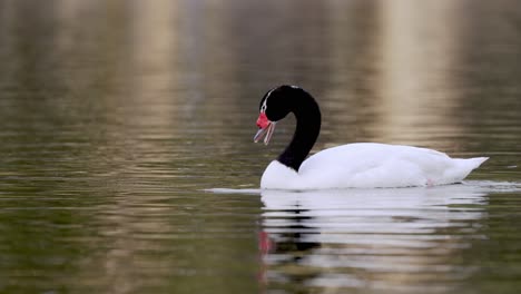 cerca de cisne de cuello negro gritando durante la natación en el lago en américa del sur