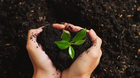 close up of black dirt mud with a tree sprout in farmer's hands in the garden. love nature and ground