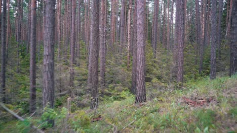 running along the pine forest path