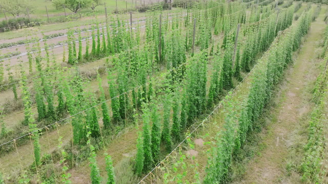 Aerial video of vibrant green hops growing in neat rows on a farm near Spokane, Washington, used for brewing beer