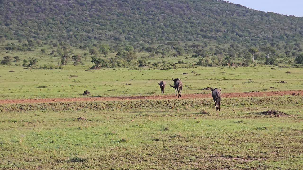 Gnu blu che corrono attraverso le lussureggianti pianure verdi del Masai Mara, Kenya