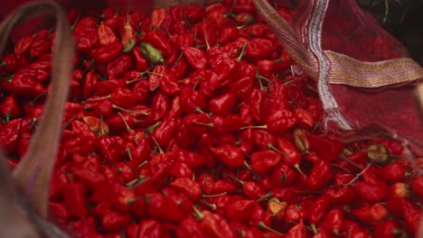 ghost pepper, also known as bhut jolokia, is an interspecific hybrid chili pepper close up