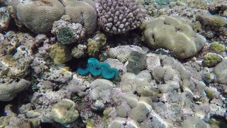 Small-Giant-Clams-Underwater-with-Sunlight-Reflections,-SLOMO-HANDHELD