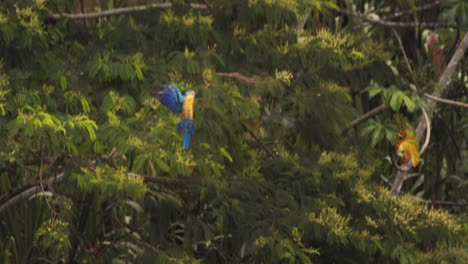 Single Blue and Yellow Macaw comes flying in flapping its wings to land on a tree in the Amazon rain forest