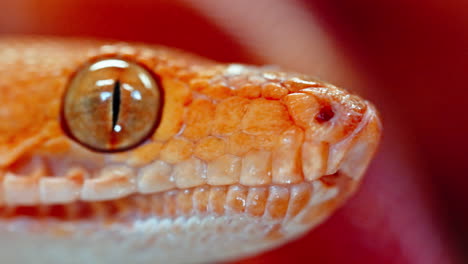 Close-up of snake's head, showcasing detailed scales and a unique eye