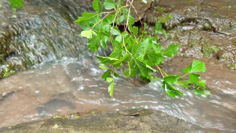 Meditieren-Sie-Ruhige-Und-Friedliche-Ruhige-4K-Aufnahmen-Von-Fließendem-Wasser-Aus-Einem-Bergquellwasserstrom,-Der-Riesige-Sandsteinfelsen-Mit-Grünen-Pflanzenblättern-Hinunterfließt,-Kristallklares-Trinkwasser