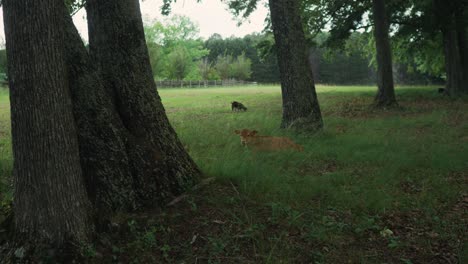 Cámara-Lenta-De-Vaca-Marrón-Masticando-La-Comida-Sentada-En-Medio-De-Un-Parque-Verde-Al-Aire-Libre