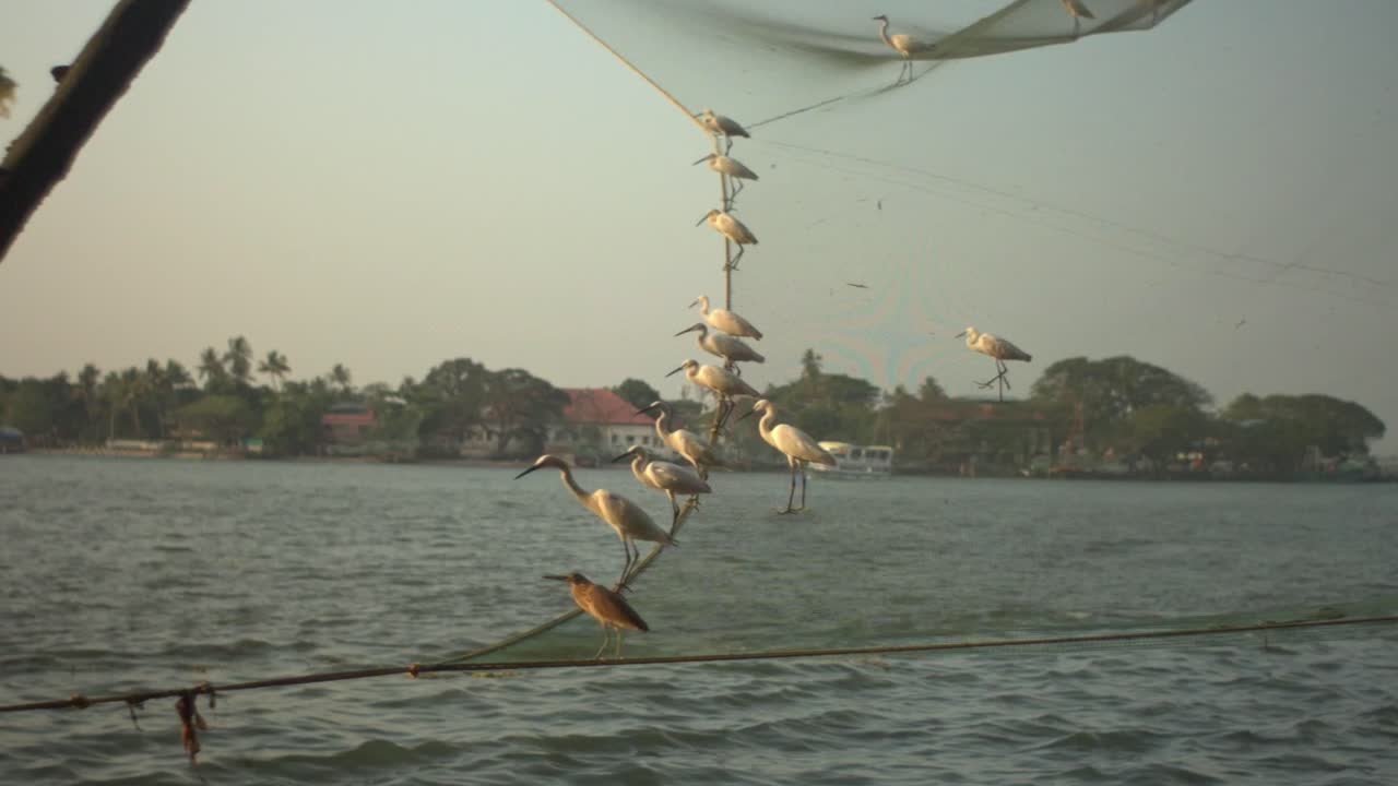 Birds perch on fishing nets over water at sunset with an Indian coastal town in the background