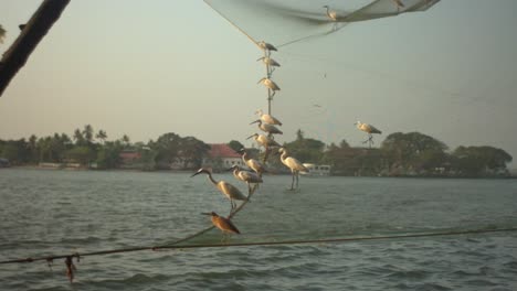 birds perch on fishing nets over water at sunset with an indian coastal town in the background