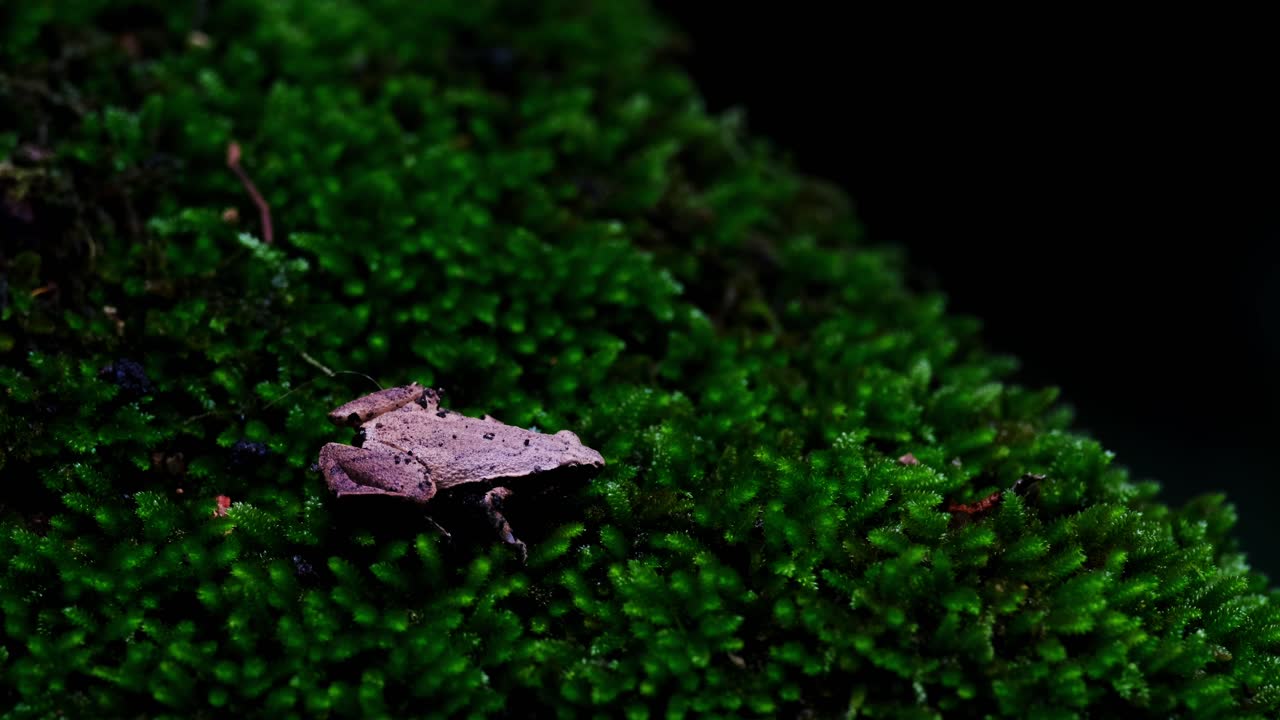 이 개구리는 숲 속 깊은 곳에서 모스 어리 위에 앉아있는데, 어두운 쪽이 있는 이 개구리 또는 타이완  개구리 마이크로힐라 헤이몬시 (microhyla heymonsi) 입니다.