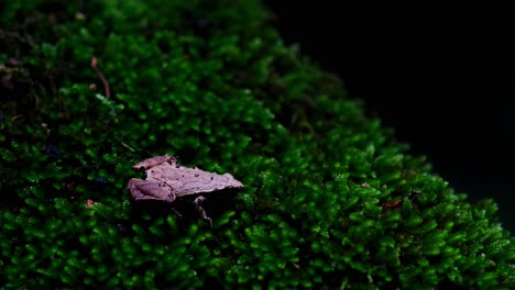 la luz juega en esta rana descansando en un parche de musgo en lo profundo del bosque, la rana de coro de lados oscuros o la rana de arroz de taiwán microhyla heymonsi, tailandia