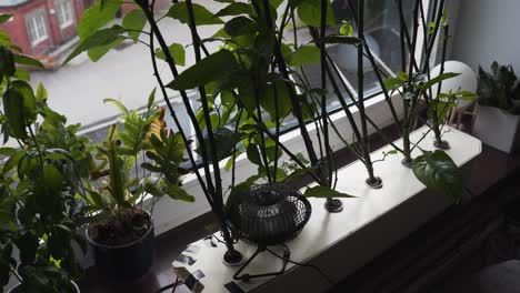 panning and tilting view of fully automated hydroponic growing of carolina reaper-1