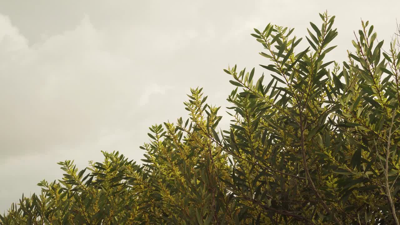 4.000 ramas de follaje verde y flores de acacia longifolia comúnmente conocidas como zarzos cetrinos temblando en el viento con un cielo blanco en el fondo, 60fps