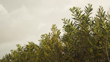 4k branches of green foliage and blossoms of acacia longifolia commonly known as sallow wattle shaking in the wind with a white sky in the background, 60fps