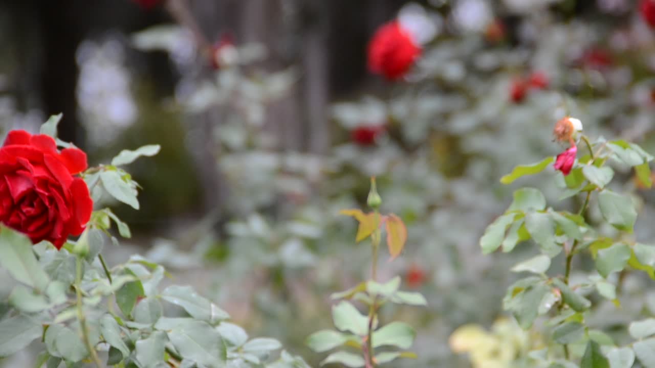 Linda rosa rosa em um jardim