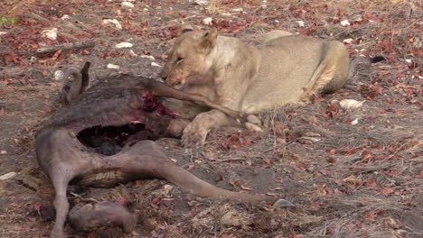 lioness tearing flesh from the bones of a half devoured wildebeest and breathing heavily, long shot