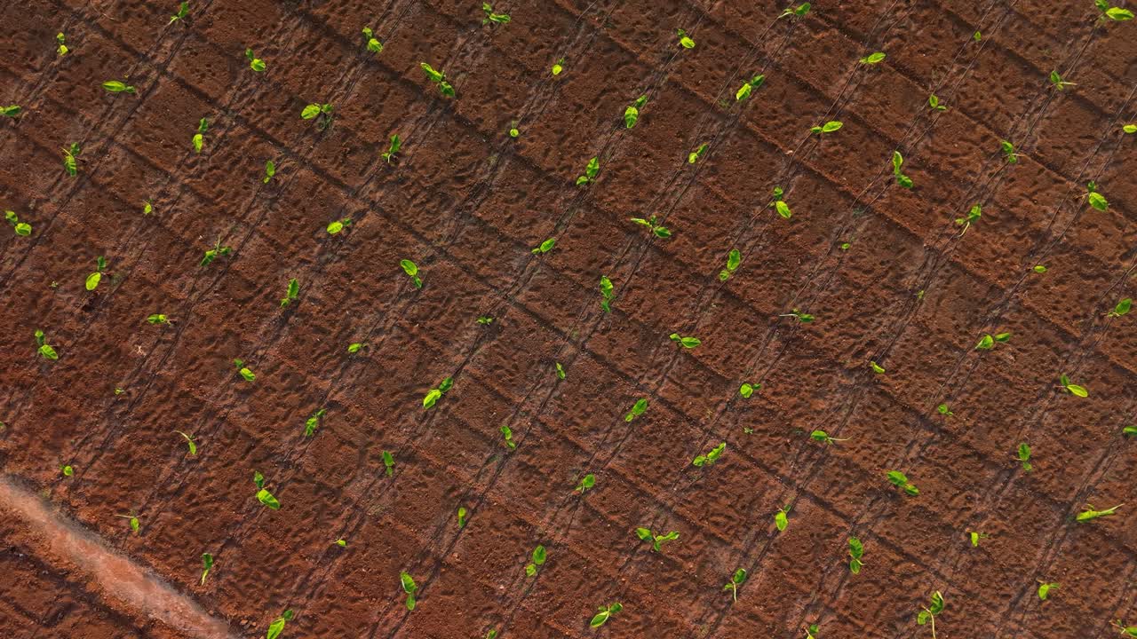 Young banana plants growing in neat rows with drip irrigation system in an agricultural field, showcasing modern farming techniques, sustainable agriculture, and efficient water management
