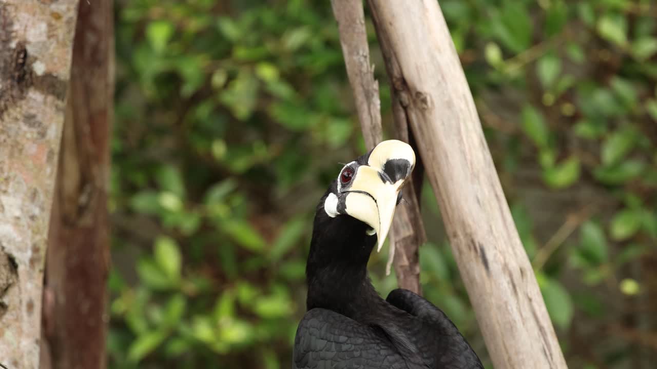호른빌은 자연 서식지에서 과일을 먹습니다.