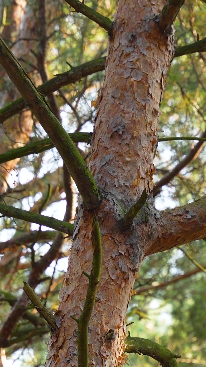 Primo piano della corteccia testurizzata di un pino e dei rami con luce solare soffusa. Ideale per temi di sostenibilità, ambiente ecologico e benessere