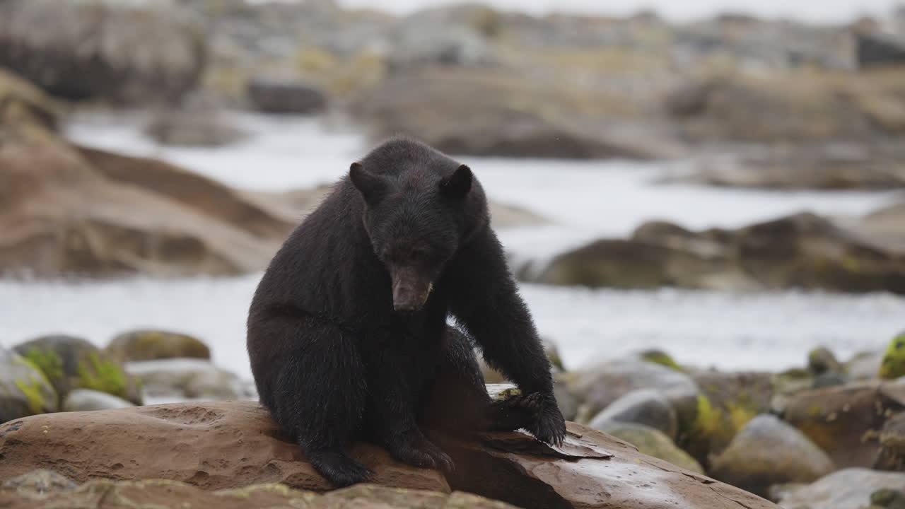 Un orso nero sulle rocce aspetta che il salmone risalga il ruscello nella Columbia Britannica, in Canada. Si rifornisce di cibo prima di andare in letargo per l'inverno.