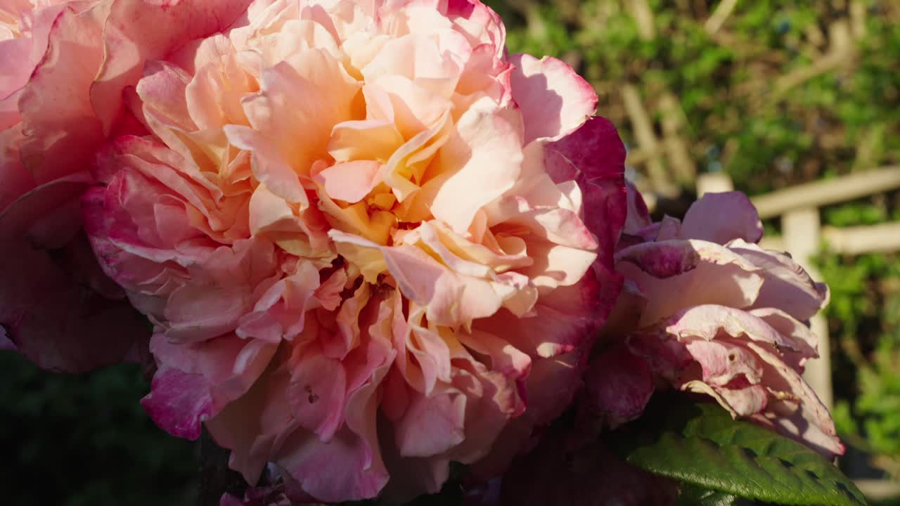 정원에서 핑크 야생 꽃 장미