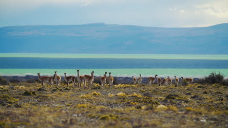 una manada de animales está pastando en un día ventoso