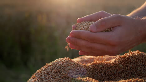 farmer's hands with grain in the sun. organic farming concept