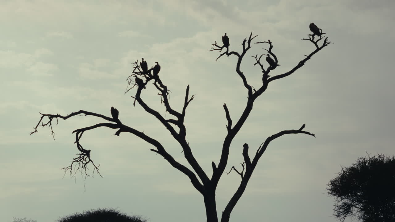 Vultures Perched on a Bare Tree in a Cloudy Landscape