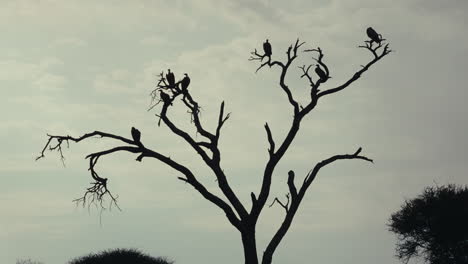 vultures perched on a bare tree in a cloudy landscape
