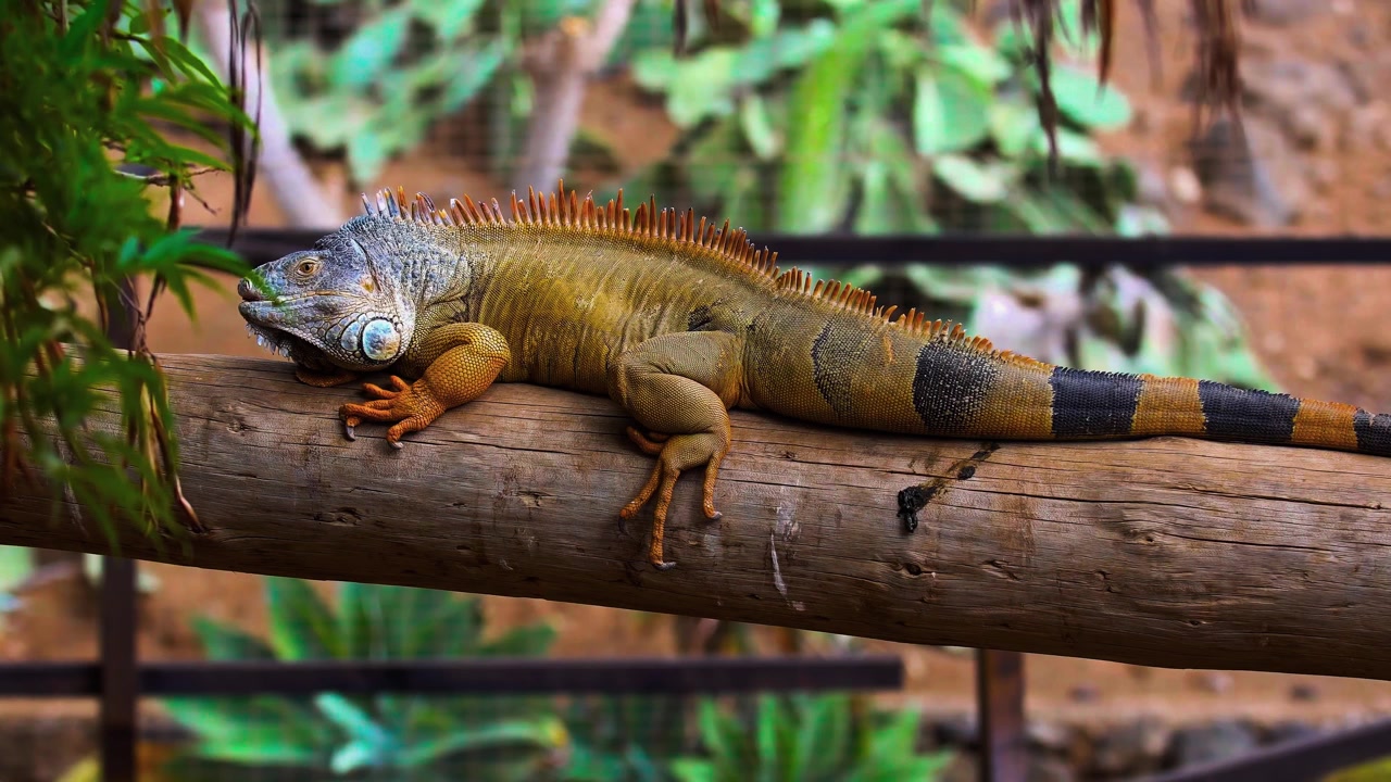 Una vista mozzafiato cinematografica con teleobiettivo di profilo laterale che cattura una grande iguana verde (Iguana iguana) che riposa con grazia su un tronco dalla superficie ruvida, evidenziando le sue prominenti spine dorsali e la coda a bande