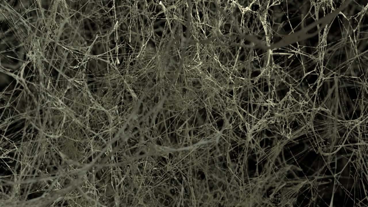 끝없는 거미줄을 날아다니며 무서운 공간, 공포, 할로윈 배경, 비디오는 루프에 있습니다.