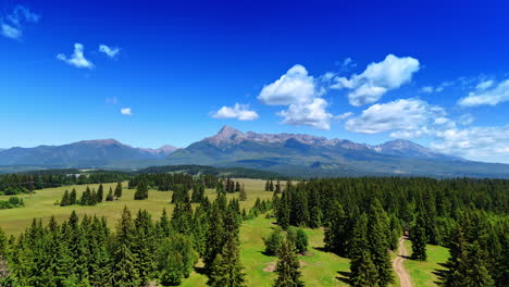 flying above pine trees growing in the valley. spectacular view on the tatra mountains at backdrop. slovakia wildlife.