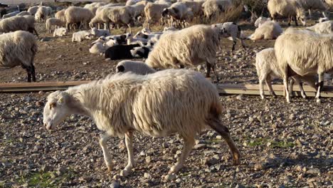 Wollige-Weiße-Schafe,-Die-Durch-Die-Herde-Laufen