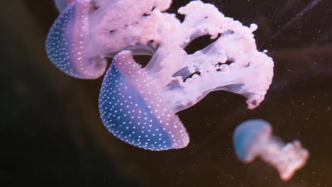 jellyfish slowly swimming with different colours