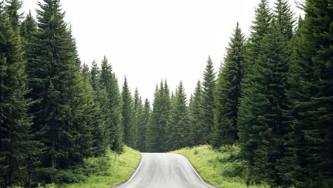 a road in the middle of a forest with tall pine trees