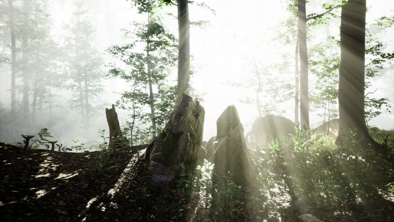 Sunlight streaming through misty forest enhancing natural beauty