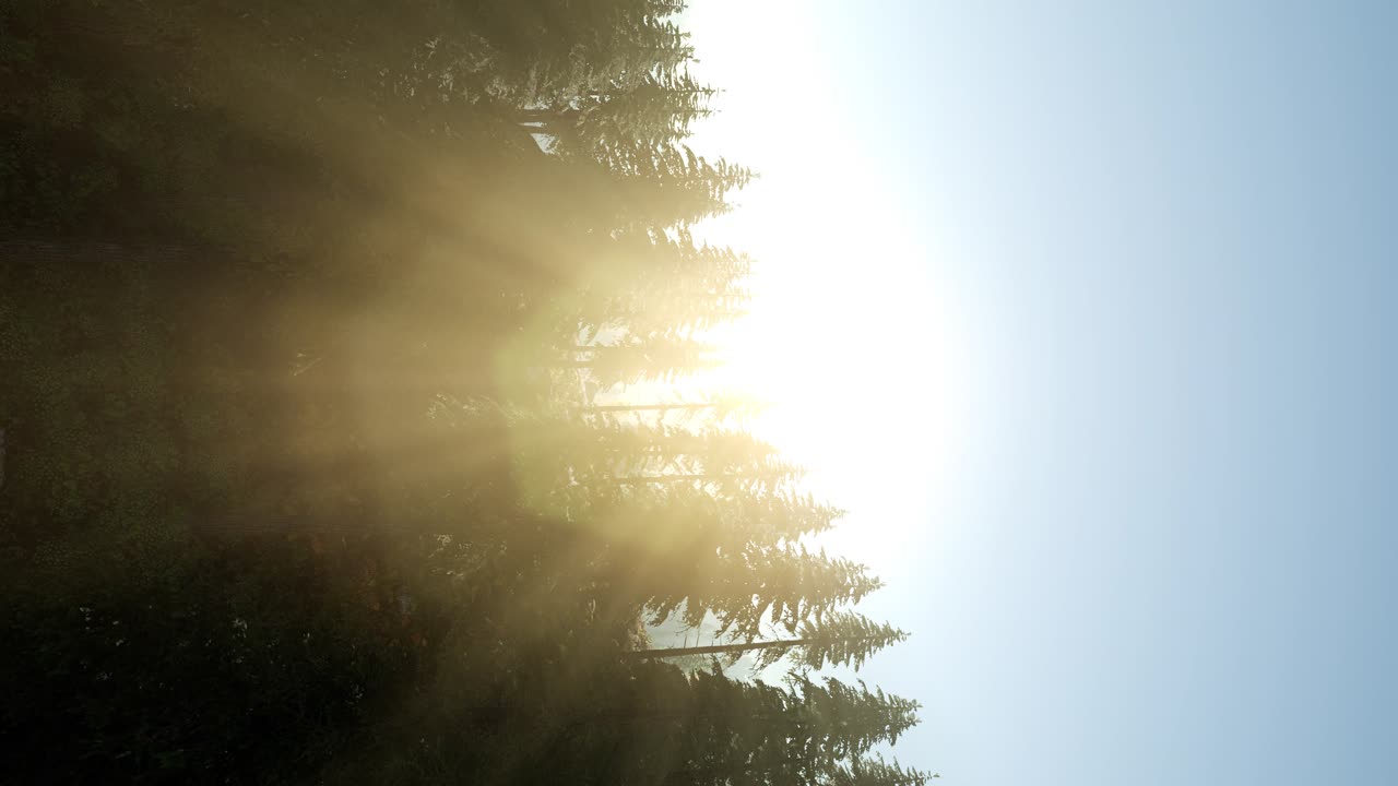 나무들을 가로지르는  ⁇ 빛