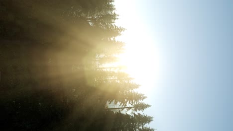 sun beams through trees