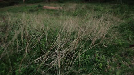 green and brown grass background, push in